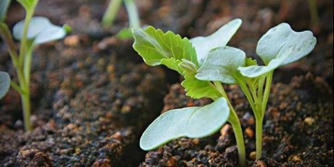 Kada sijati kupus za rasad 2021